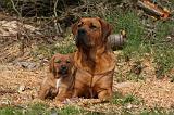 TOSA INU 419